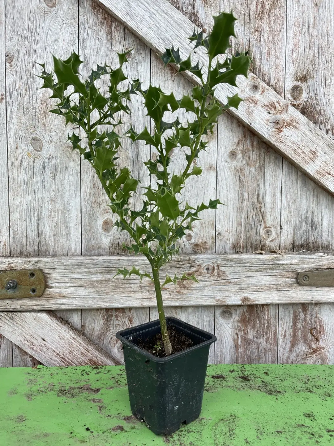10x English Holly 15/30cm (P9)