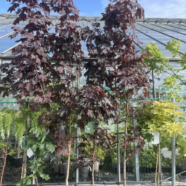 Norway Maple 'Crimson King' Tree (Standard)