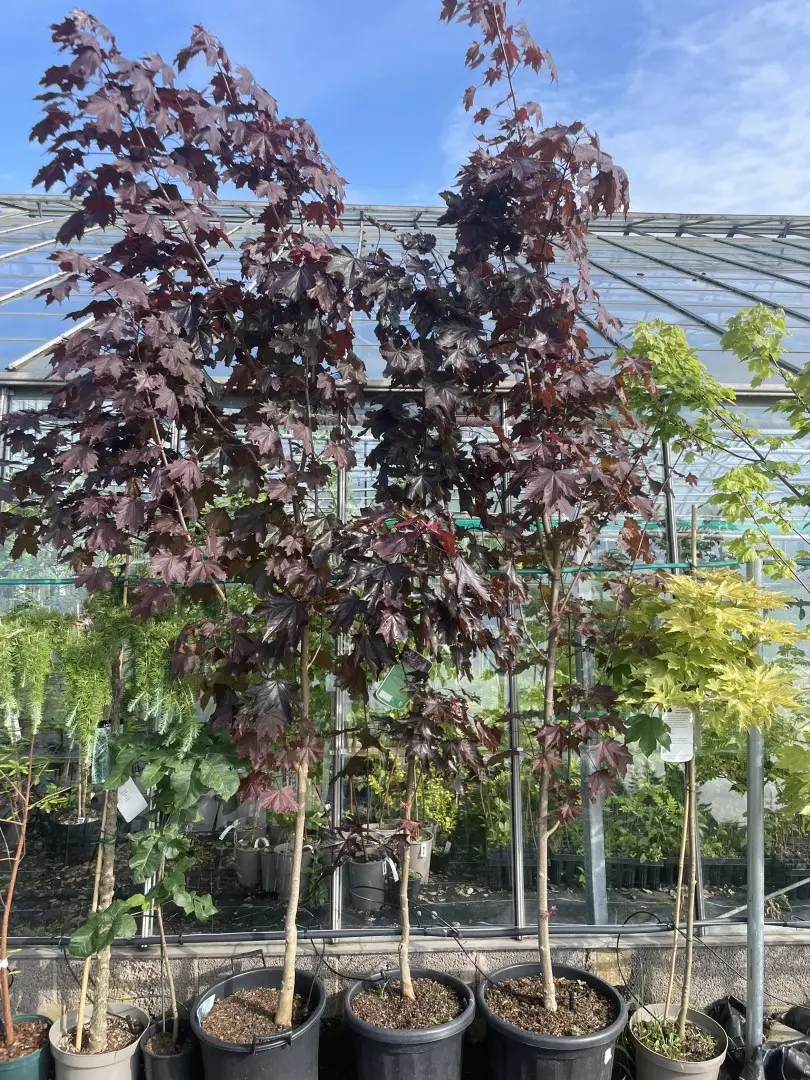 Norway Maple 'Crimson King' Tree (Standard)