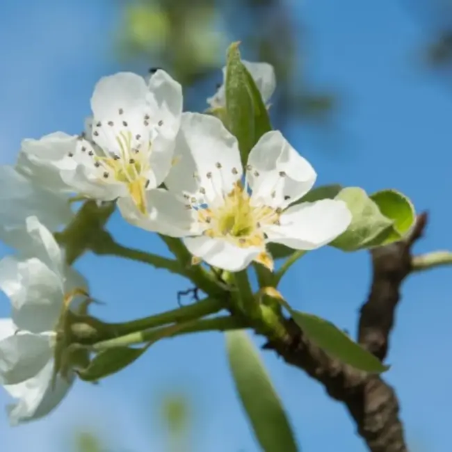 Common Pear Tree - 40/60cm (2L) - Image 2