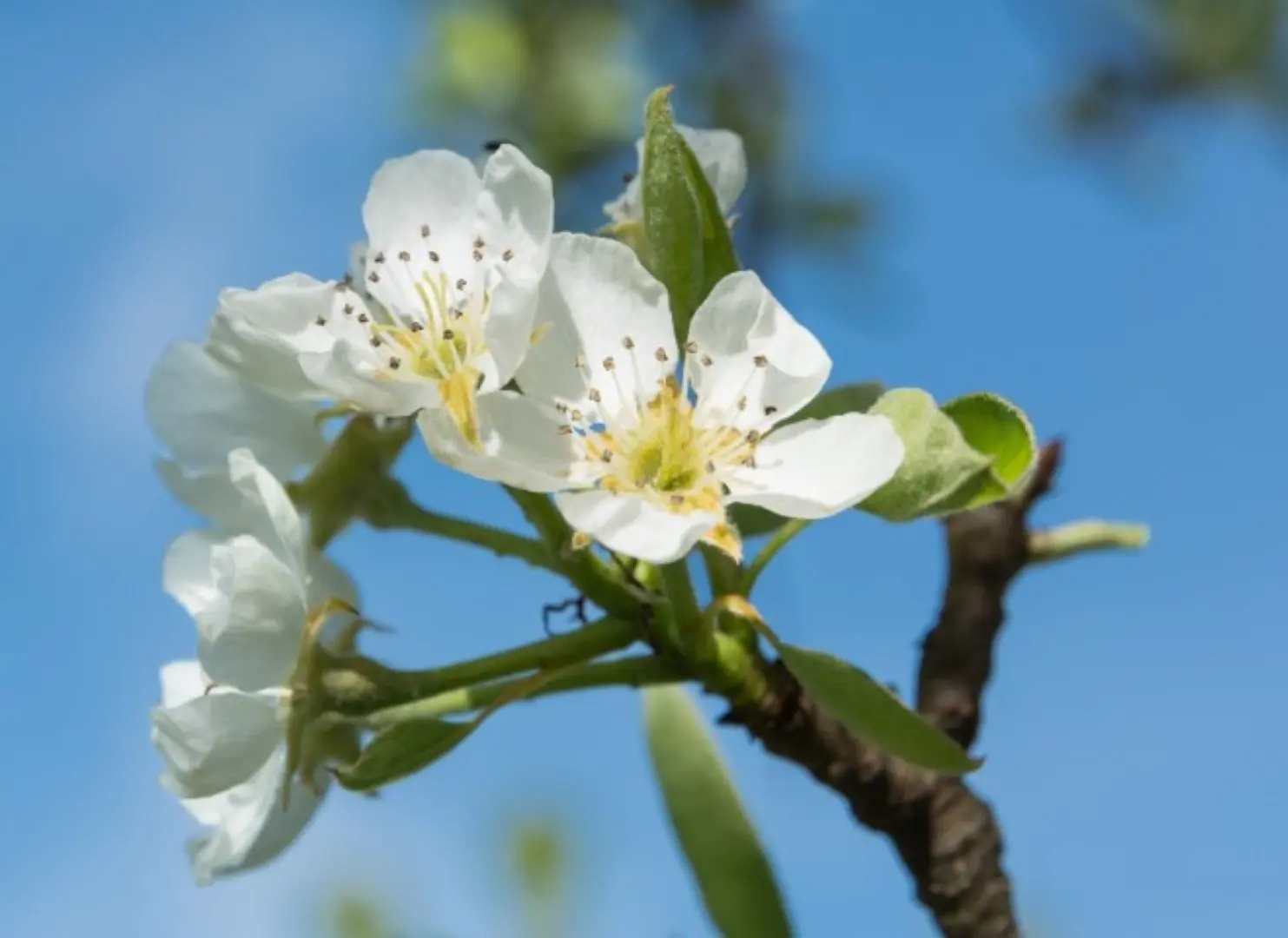 Common Pear Tree - 60/80cm (2L) - Image 2