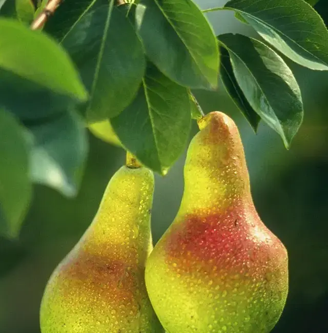 Common Pear Tree - 40/60cm (2L)