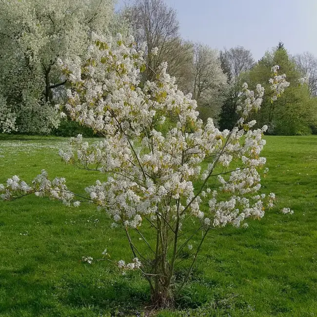 Snowy Mespilus Tree 40/60cm (Bare Root) x5
