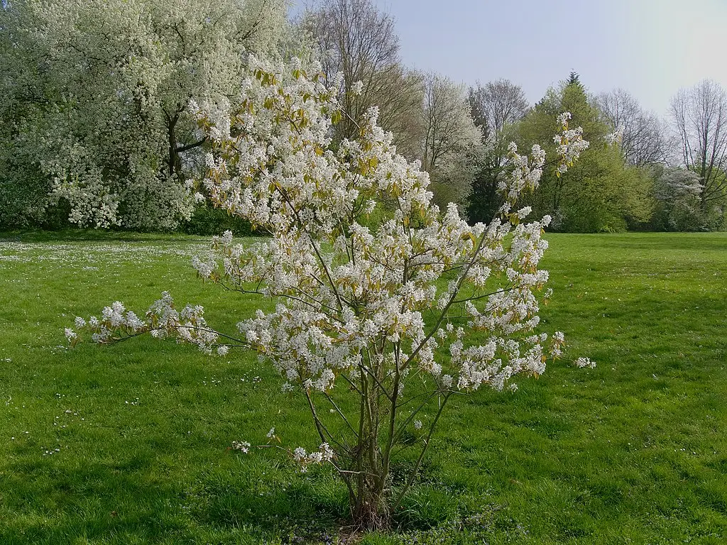 Snowy Mespilus Tree 2m+ (10L)