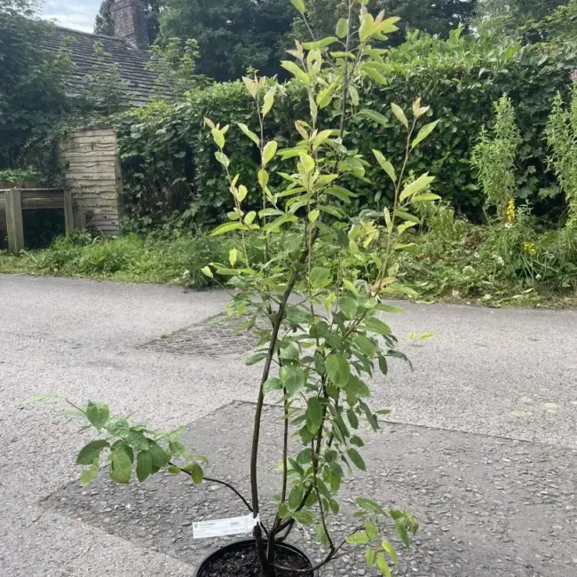 Snowy Mespilus Tree 80/100cm (5L)