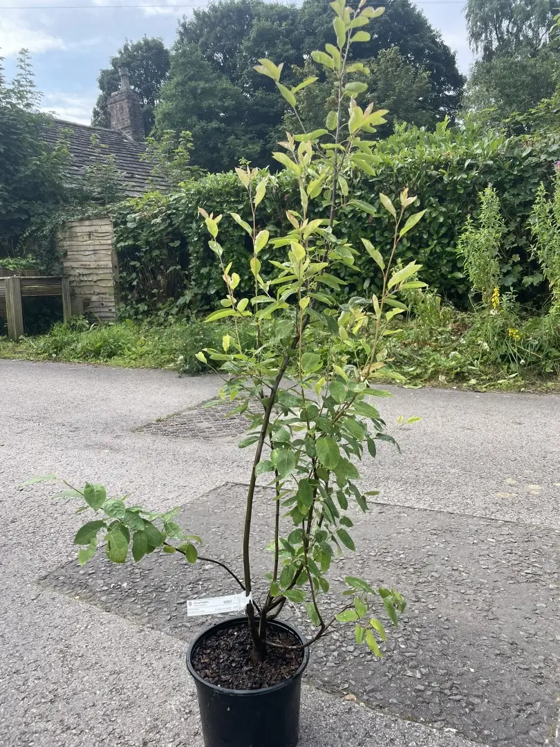 Snowy Mespilus Tree 80/100cm (3L)