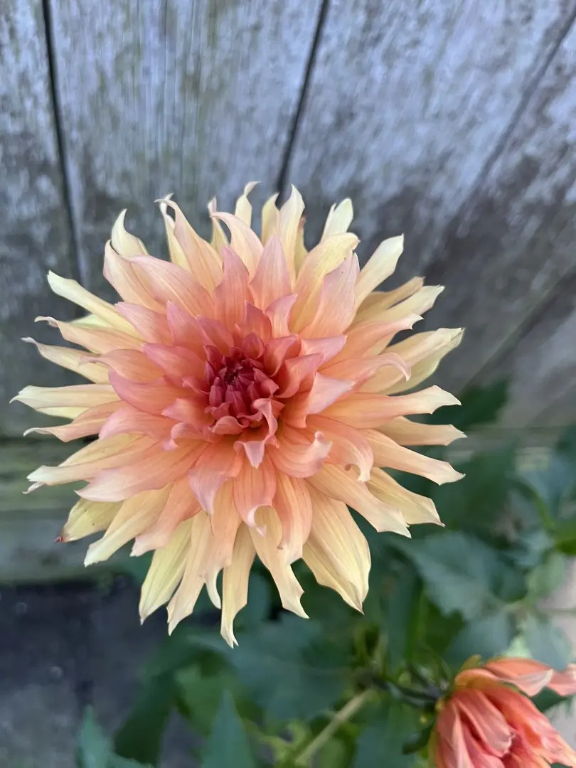 Dahlia Autumn Fairy Tubers