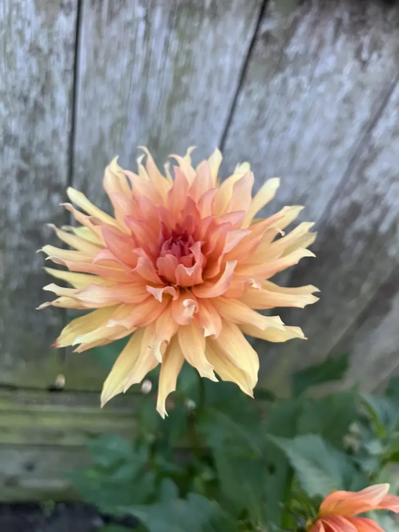 Dahlia Autumn Fairy Tubers