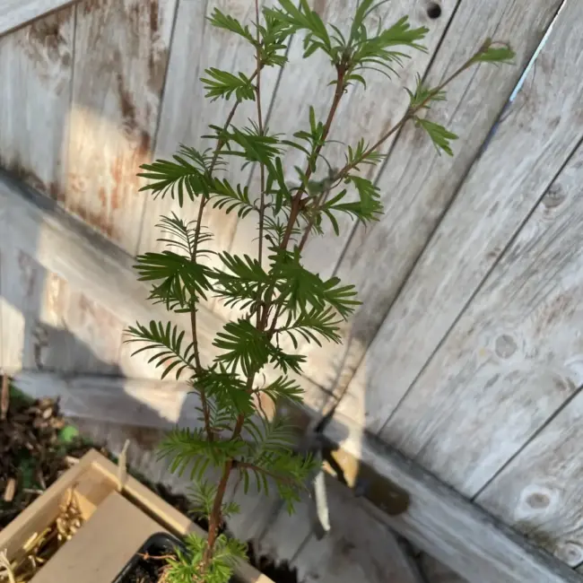 Dawn Redwood Tree 40/60cm (P9) - Image 3