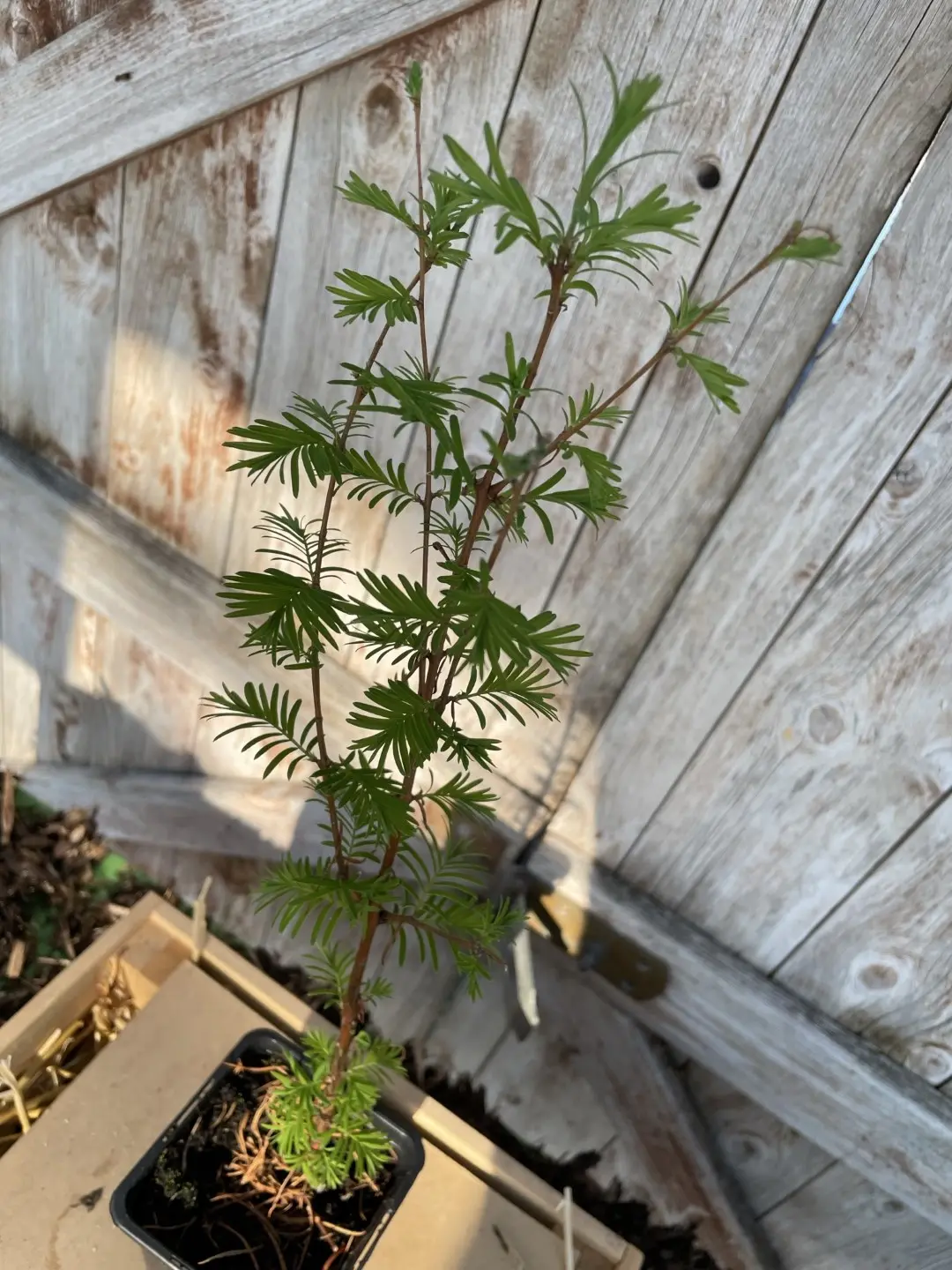 Dawn Redwood Tree 20/40cm (P9) - Image 3