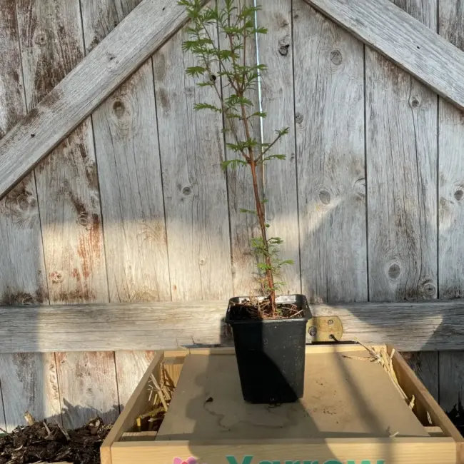 Dawn Redwood Tree 40/60cm (P9) - Image 5