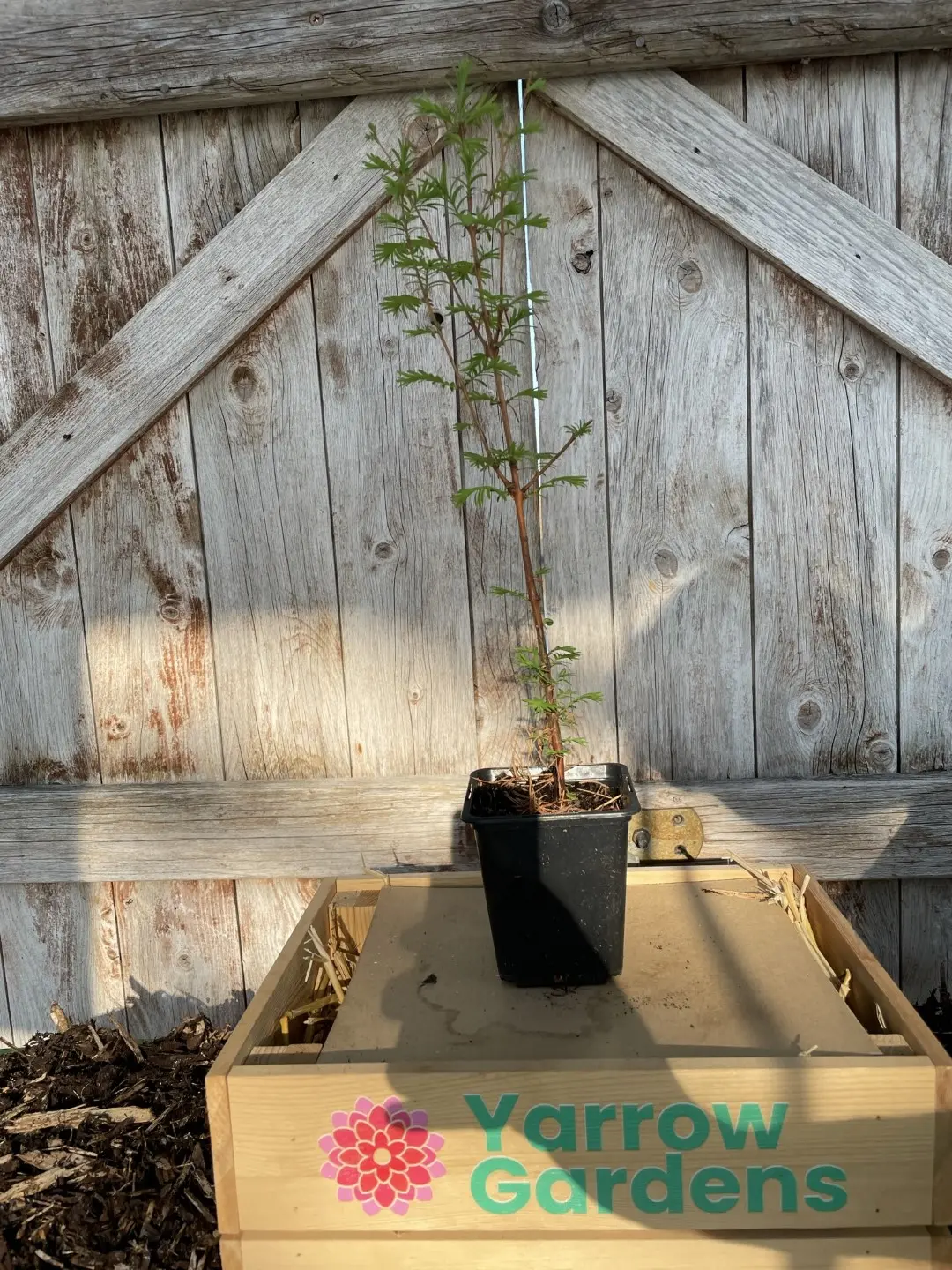 Dawn Redwood Tree 20/40cm (P9) - Image 5