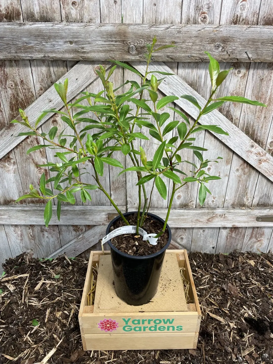 Black Willow Tree 40/60cm (2L)