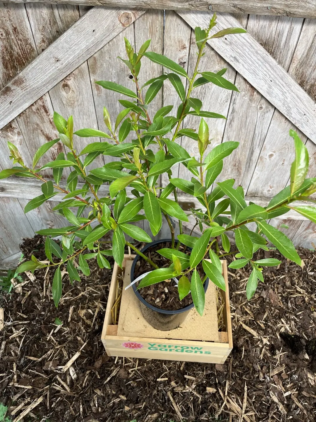 Black Willow Tree 20/40cm (2L) - Image 2