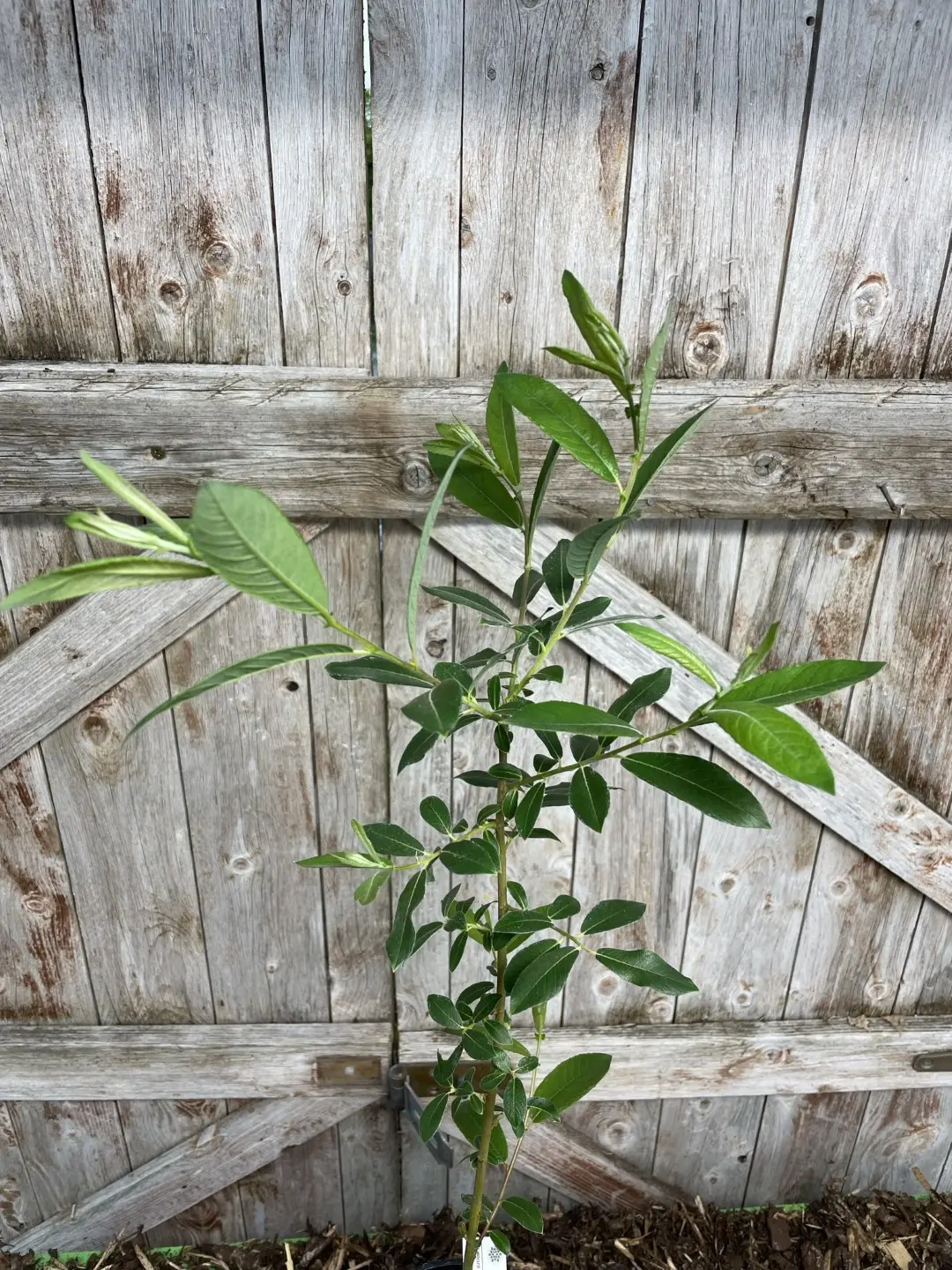 Black Willow Tree 20/40cm (2L) - Image 3