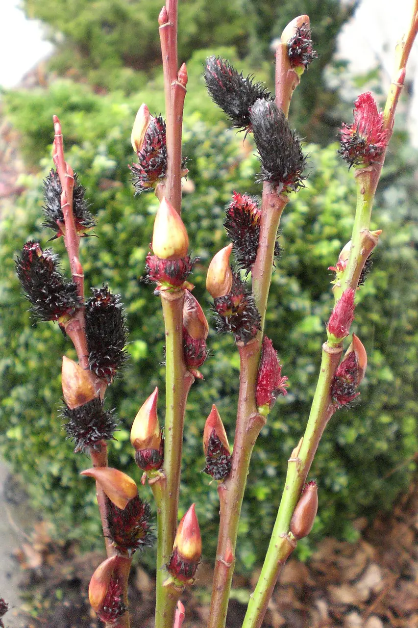 Black Willow Tree 20/40cm (2L) - Image 4