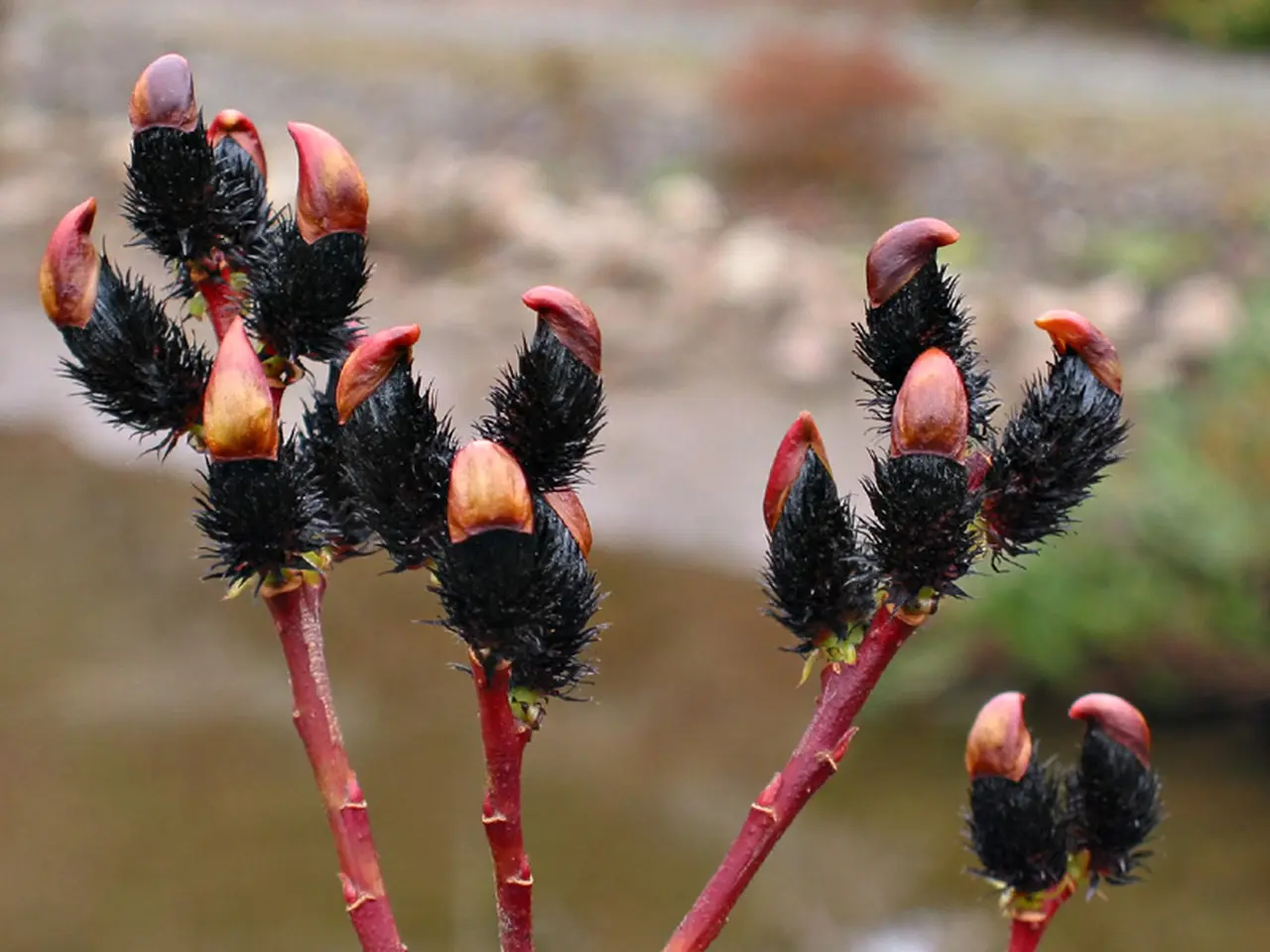 Black Willow Tree 20/40cm (2L) - Image 5