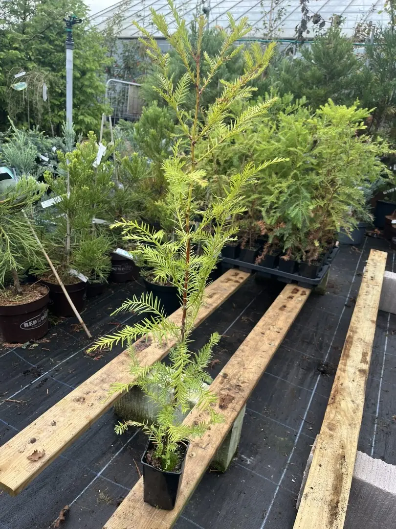 Sequoia sempervirens - Coast Redwood