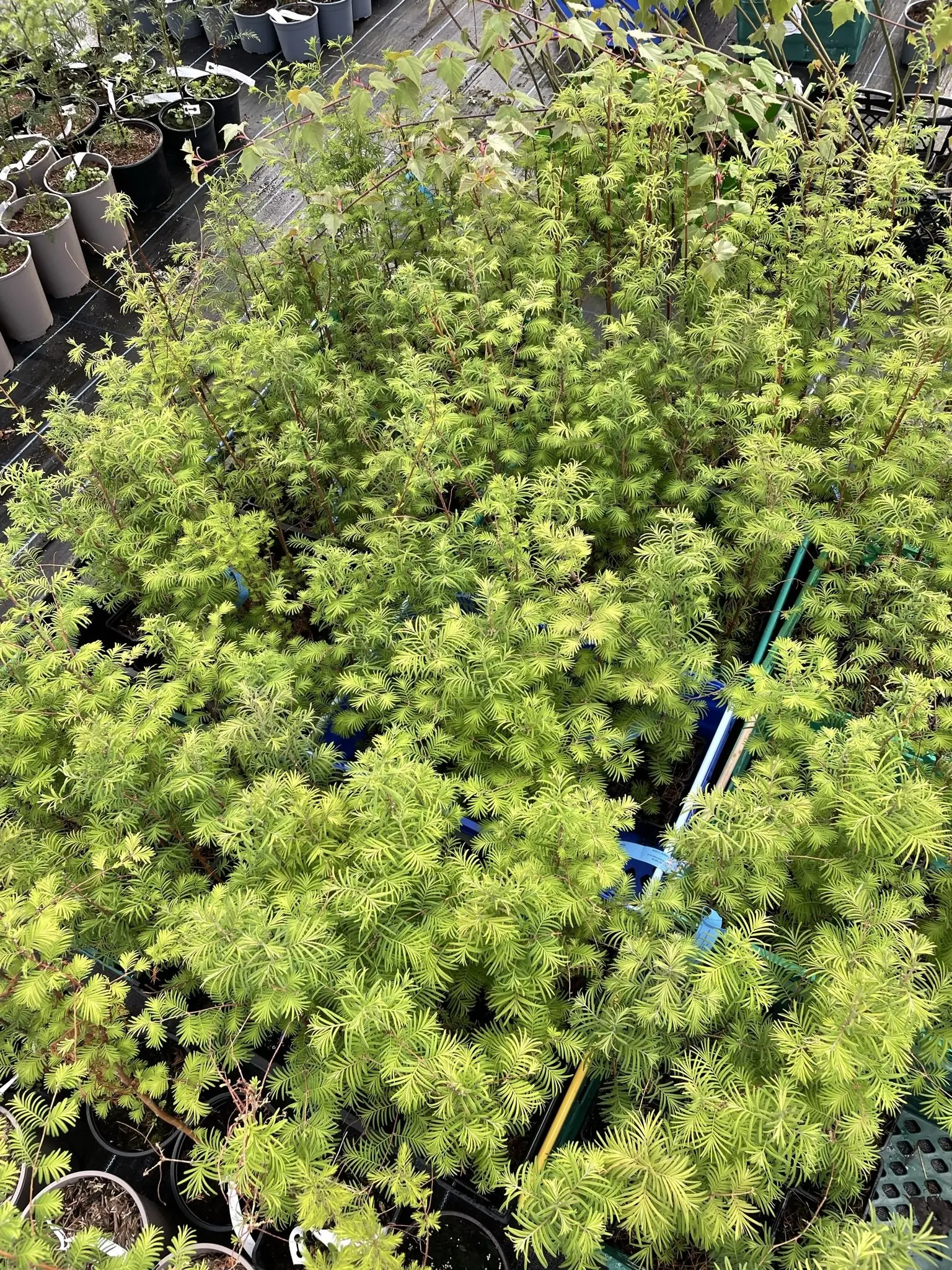 Dawn Redwood Tree (Bonsai)