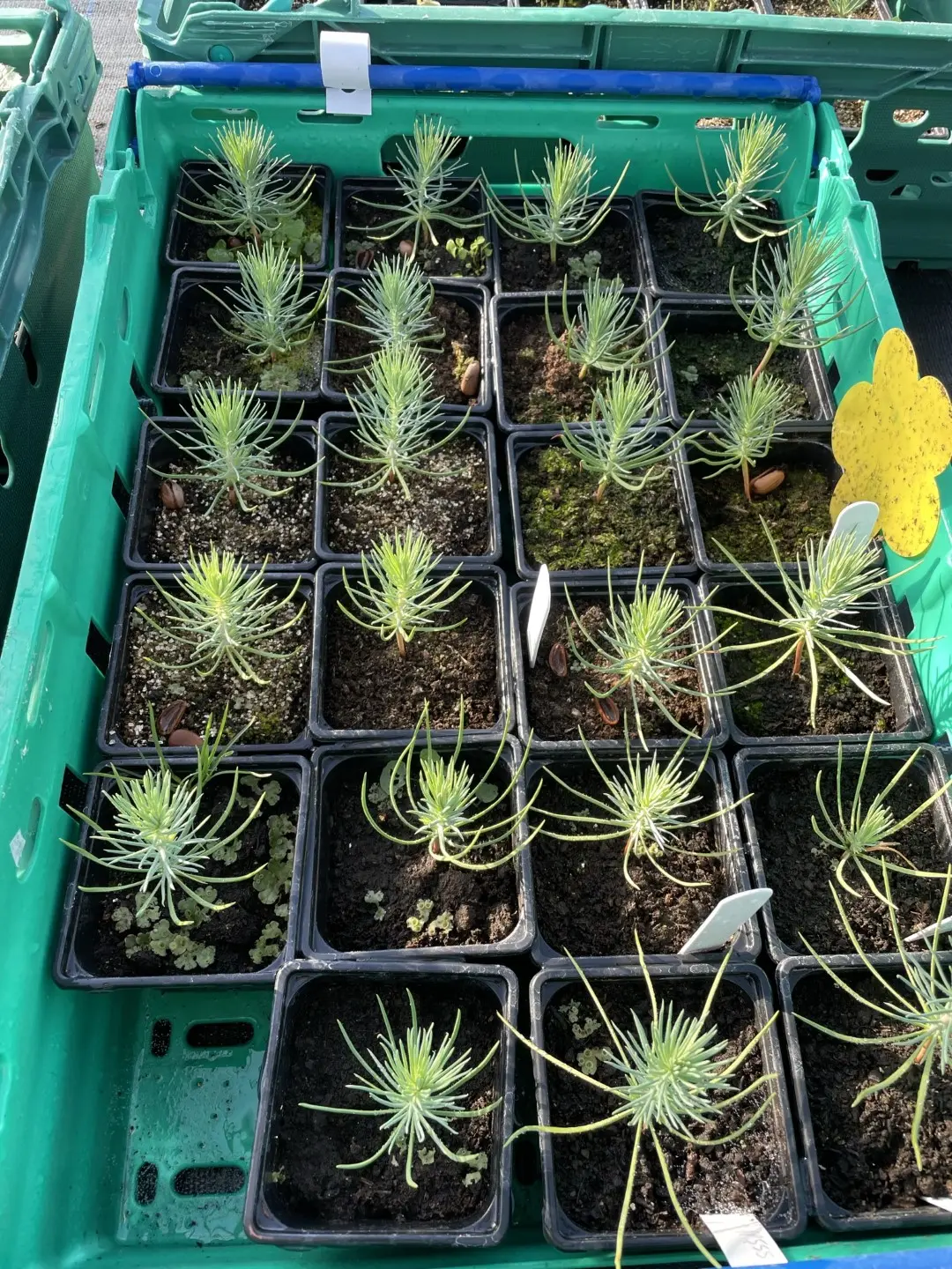 Stone Pine Sapling 40/60cm (2L) - Image 5