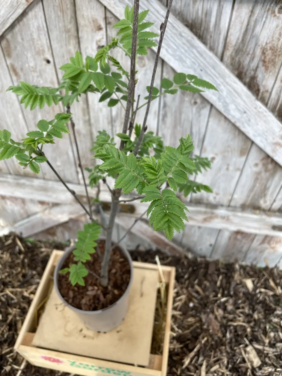 Rowan / Mountain Ash Tree 60/80cm (P9) - Image 5
