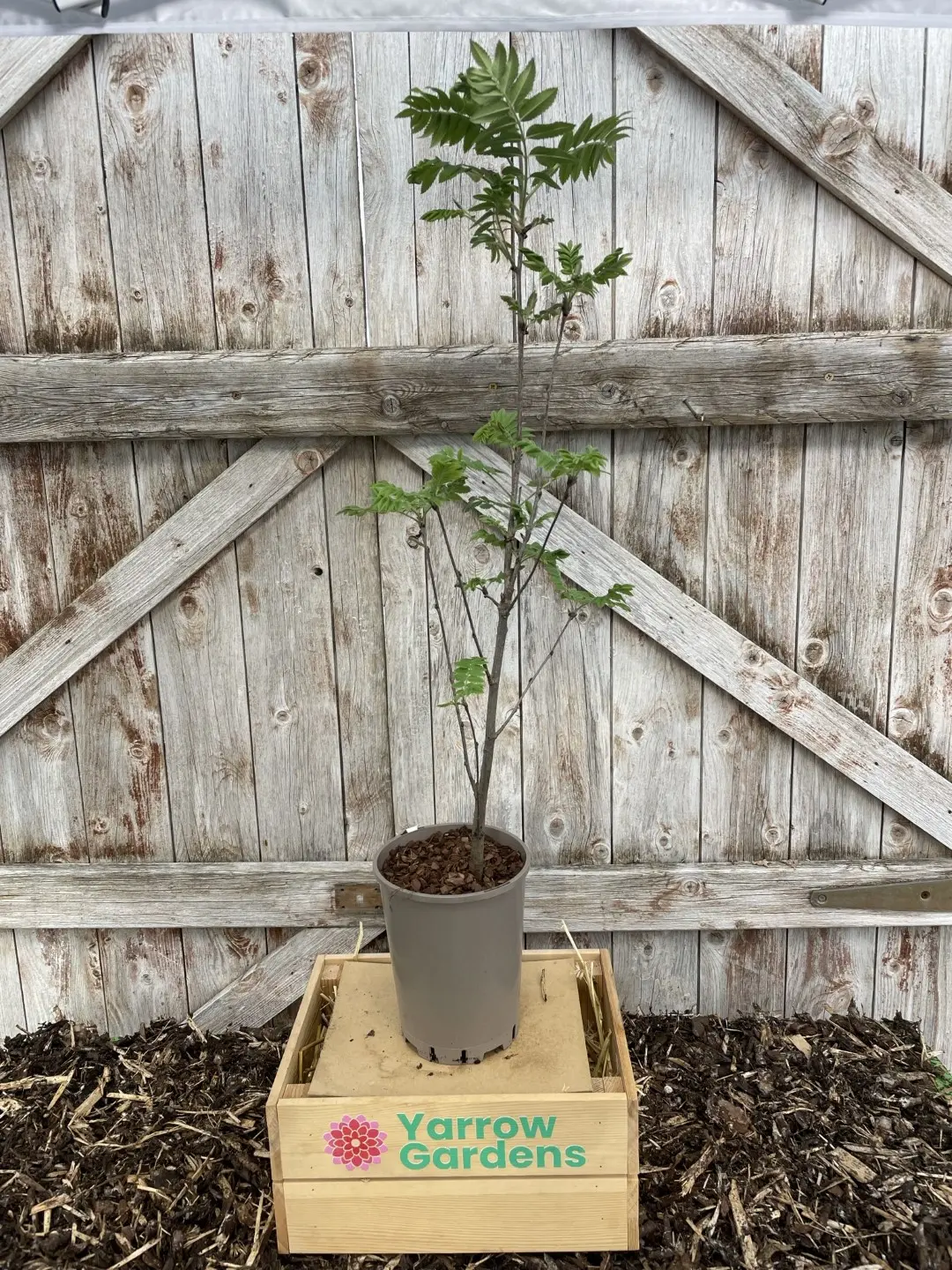 Rowan / Mountain Ash Tree 60/80cm (P9) - Image 6