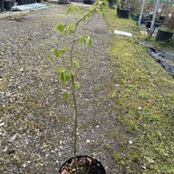 Hornbeam Tree 60/80cm (2L) Carpinus betulus