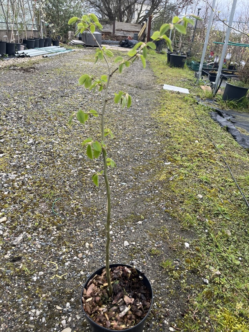 Hornbeam Tree 60/80cm (2L) Carpinus betulus