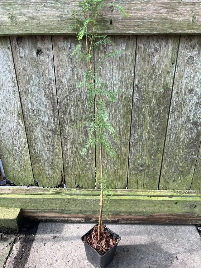 Taxodium distichum - Swamp Cypress