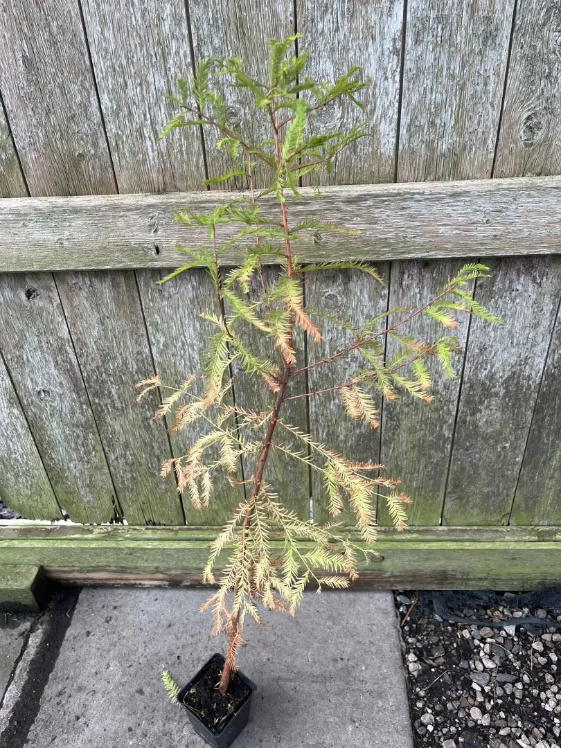 Taxodium distichum - Swamp Cypress