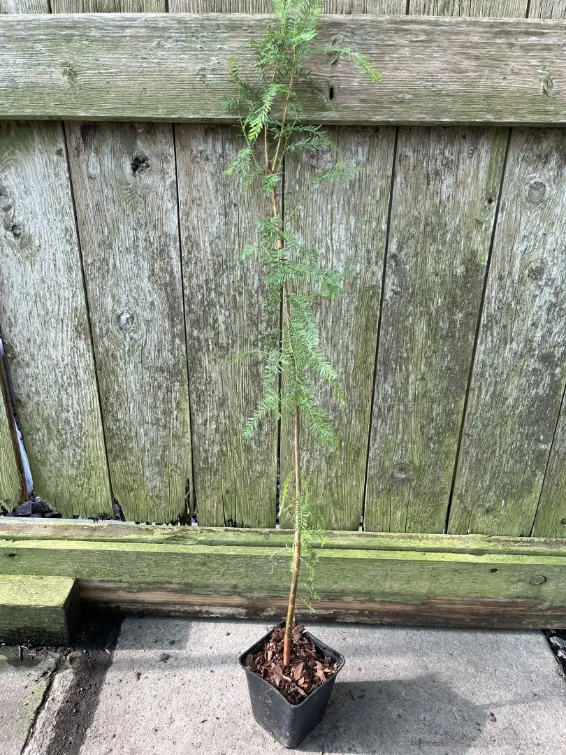 Taxodium distichum - Swamp Cypress