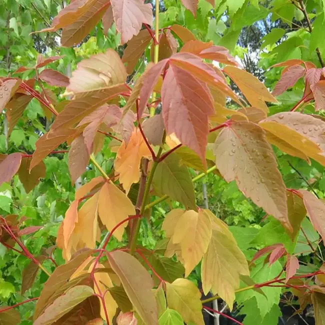 Negundo / Ash Leaf / Boxelder Maple Tree 60/80cm (2L) - Image 2