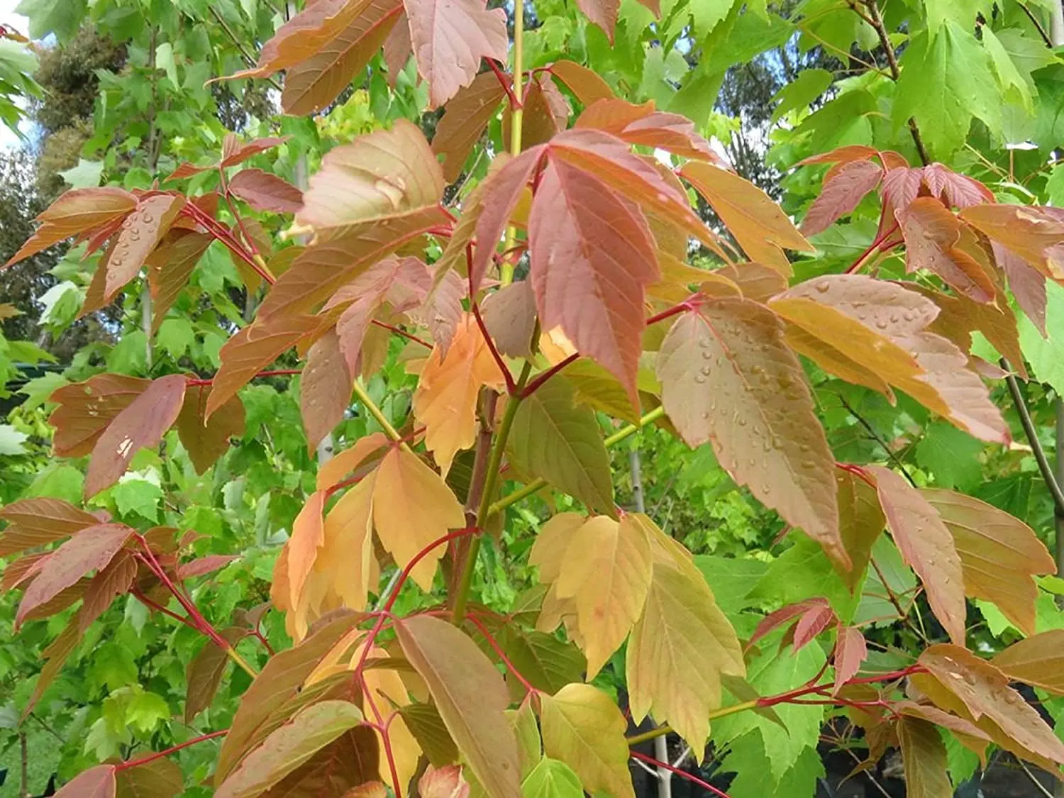Negundo / Ash Leaf / Boxelder Maple Tree 40/60cm (2L) - Image 2