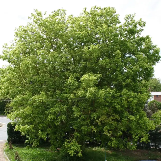 Negundo / Ash Leaf / Boxelder Maple Tree 60/80cm (2L) - Image 3