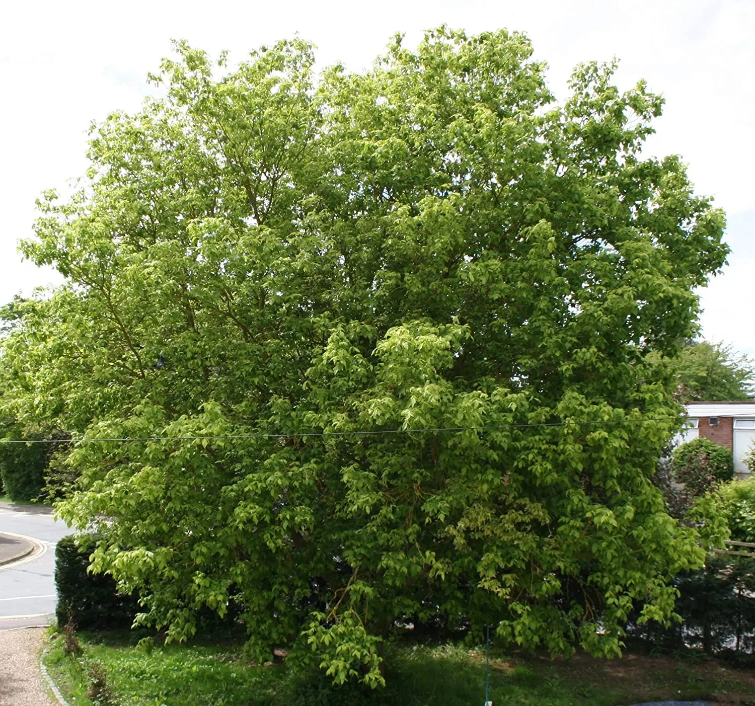Negundo / Ash Leaf / Boxelder Maple Tree 40/60cm (2L) - Image 3