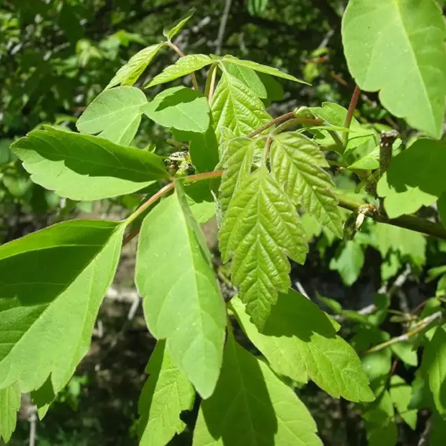 Negundo / Ash Leaf / Boxelder Maple Tree 60/80cm (2L) - Image 4