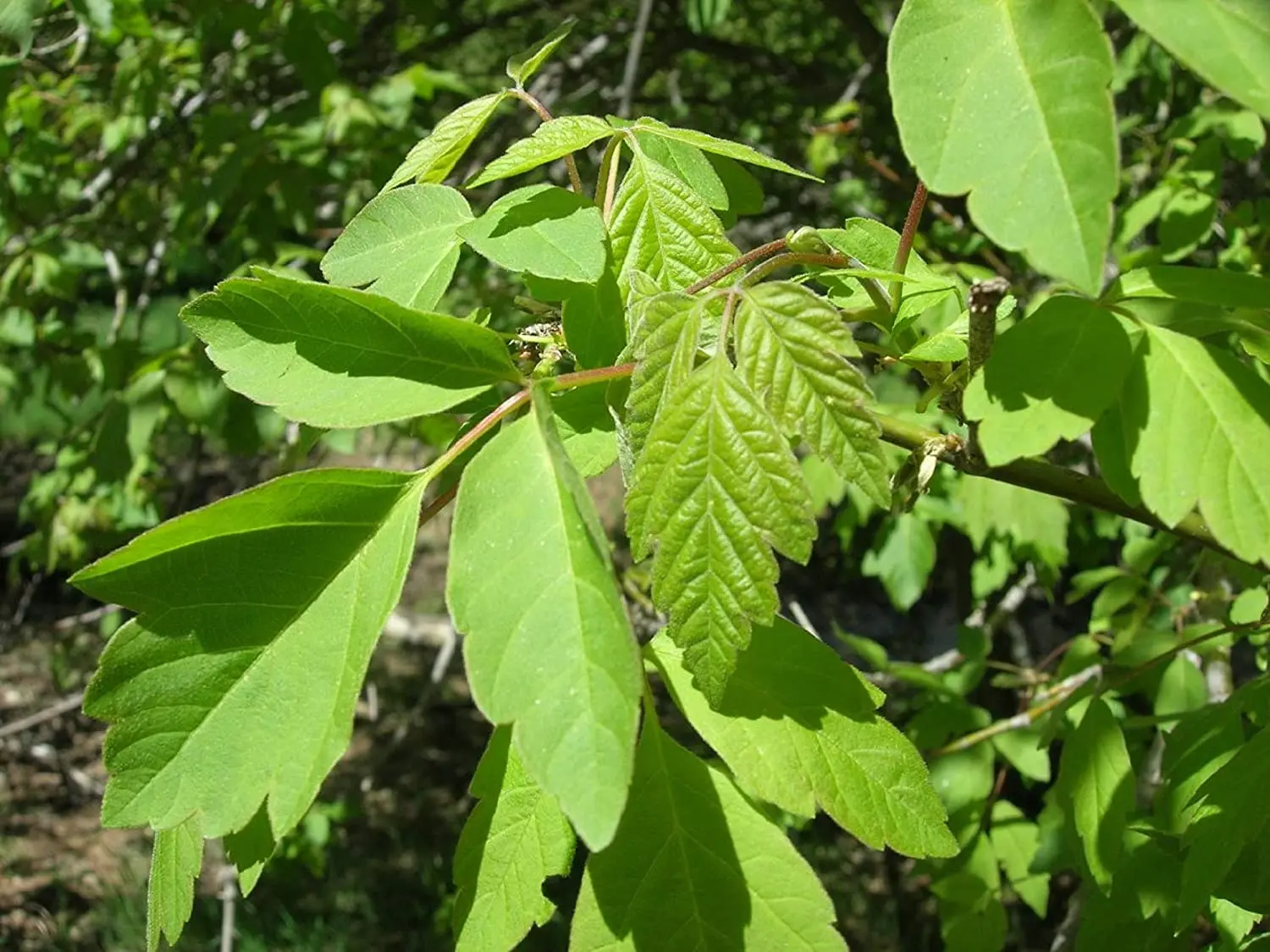 Negundo / Ash Leaf / Boxelder Maple Tree 40/60cm (2L) - Image 4