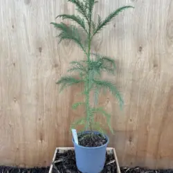 Japanese Red Cedar Tree 80/100cm (2L)