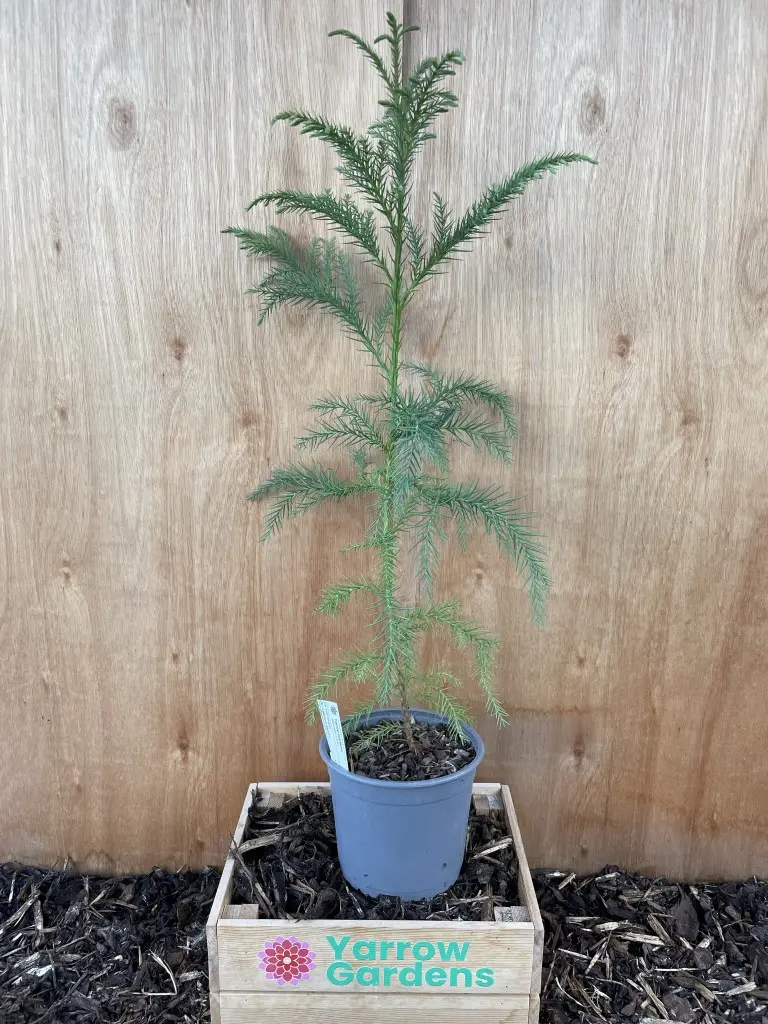 Japanese Red Cedar Tree 80/100cm (2L)
