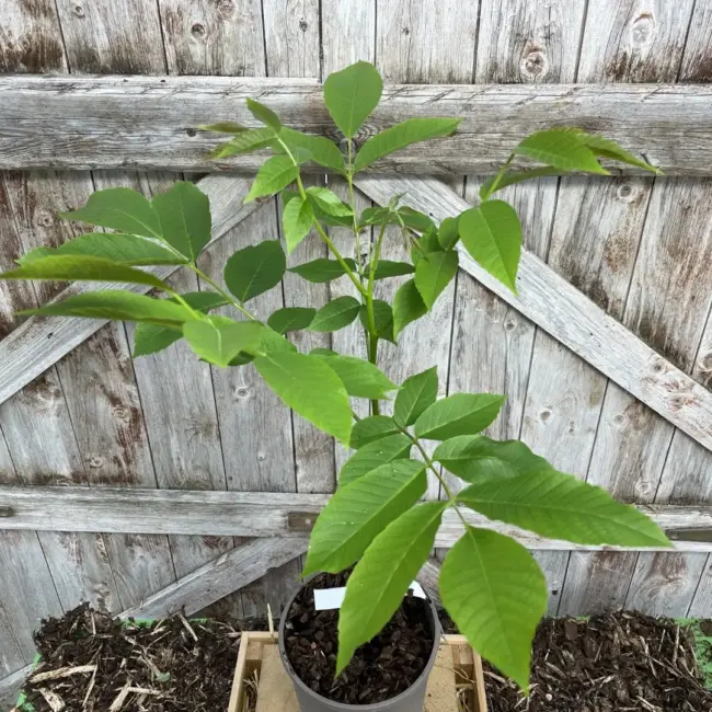 English Walnut Tree 60/80cm (2L) - Image 5