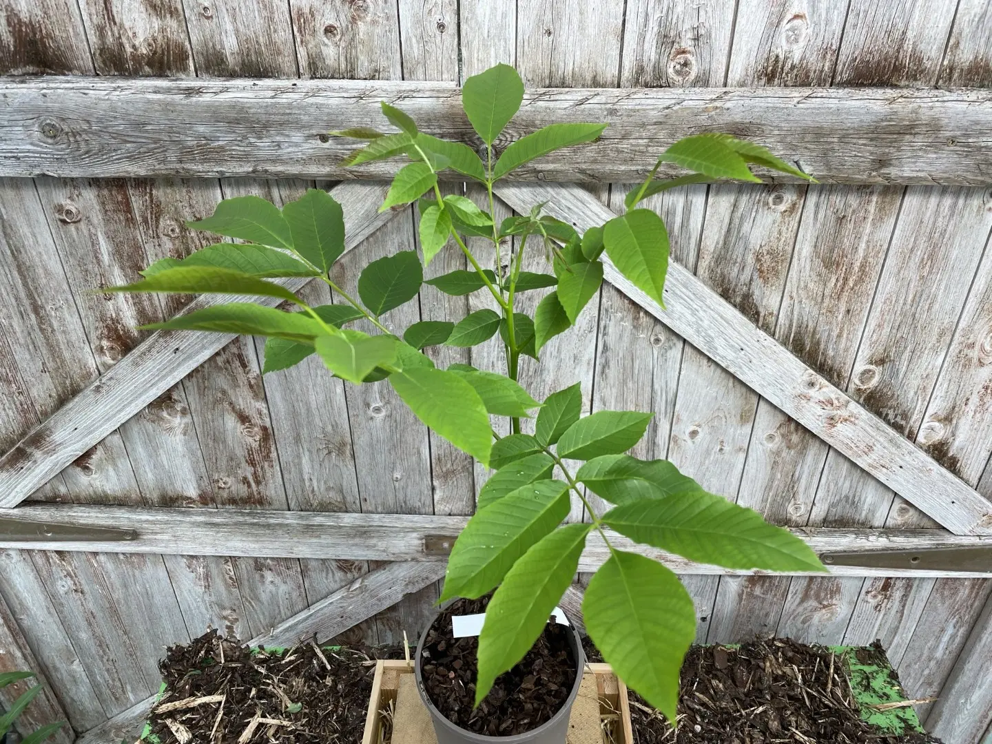 English Walnut Tree 60/80cm (2L) - Image 5