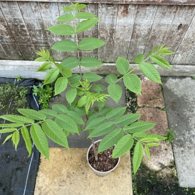 English Walnut Tree 60/80cm (2L) - Image 4