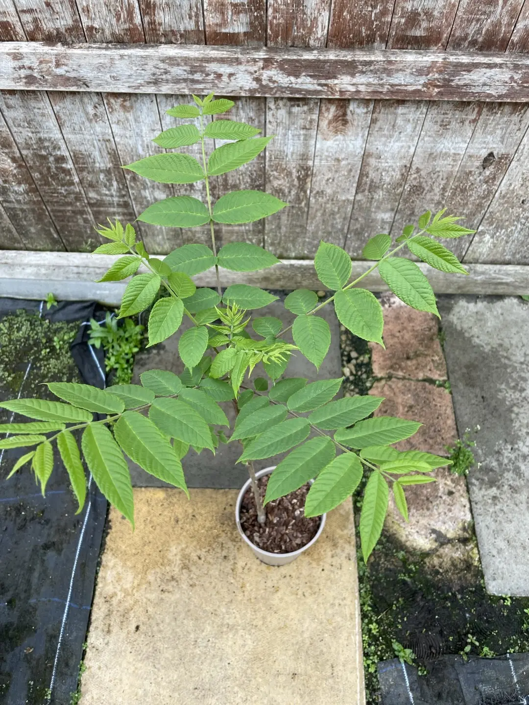 English Walnut Tree 60/80cm (2L) - Image 4