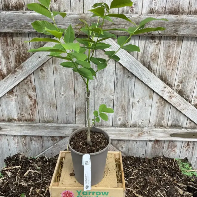 English Walnut Tree 60/80cm (2L) - Image 3