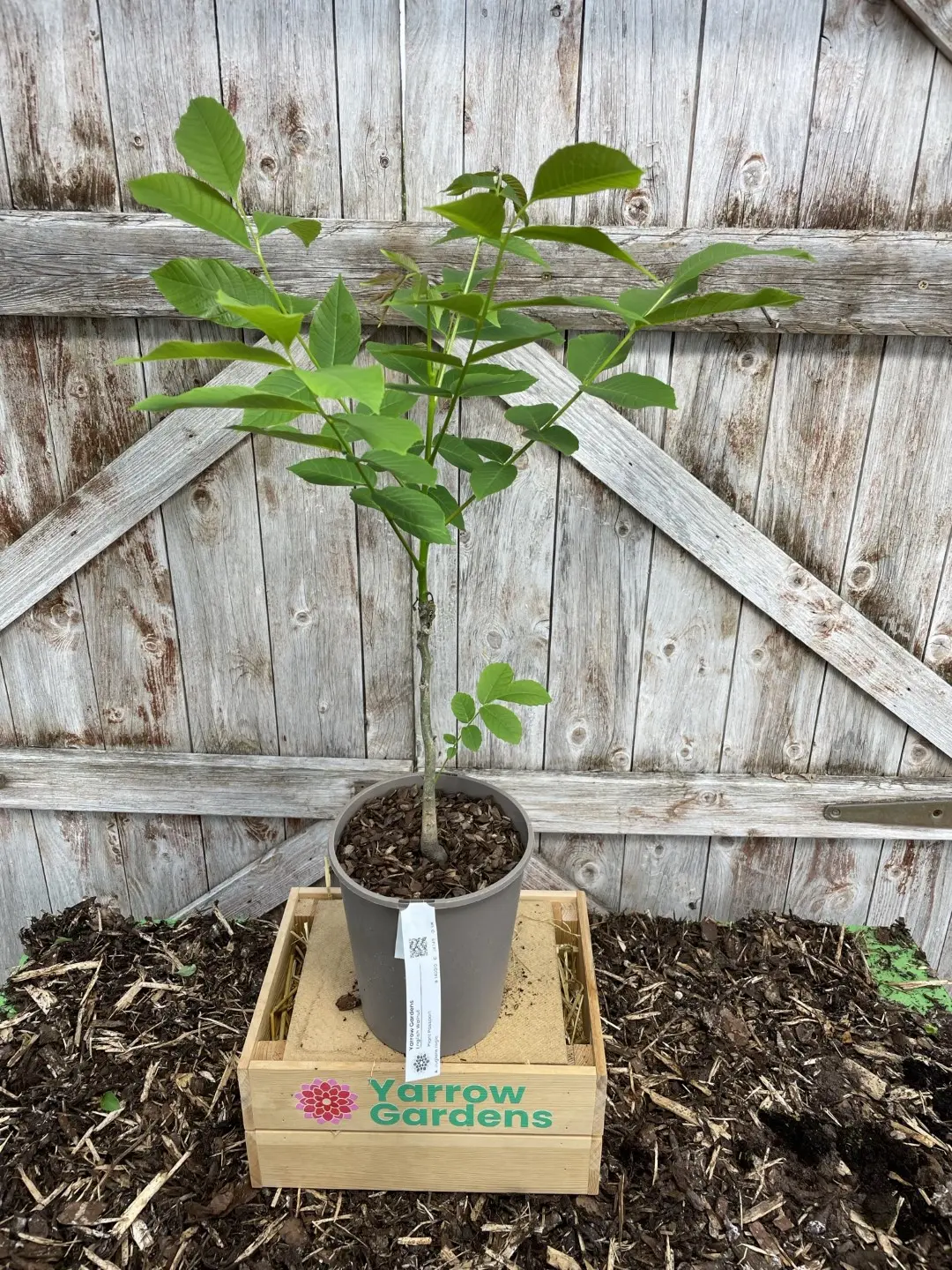 English Walnut Tree 60/80cm (2L) - Image 3