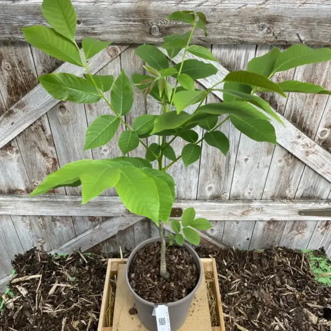 English Walnut Tree 60/80cm (2L)