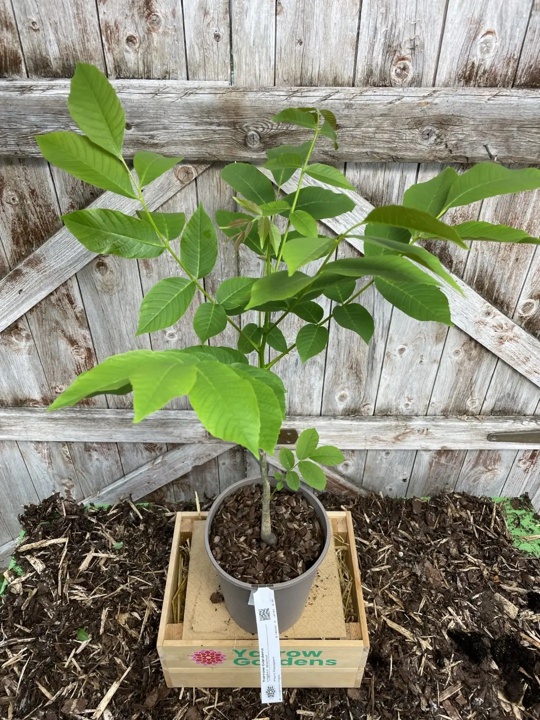 English Walnut Tree 60/80cm (2L)