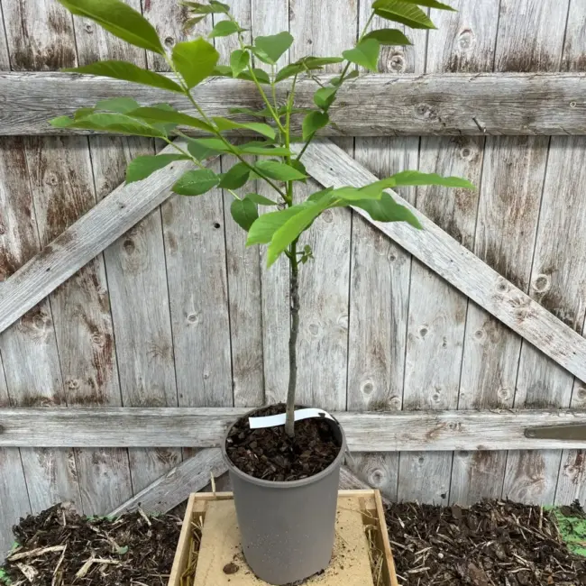 English Walnut Tree 60/80cm (2L) - Image 2