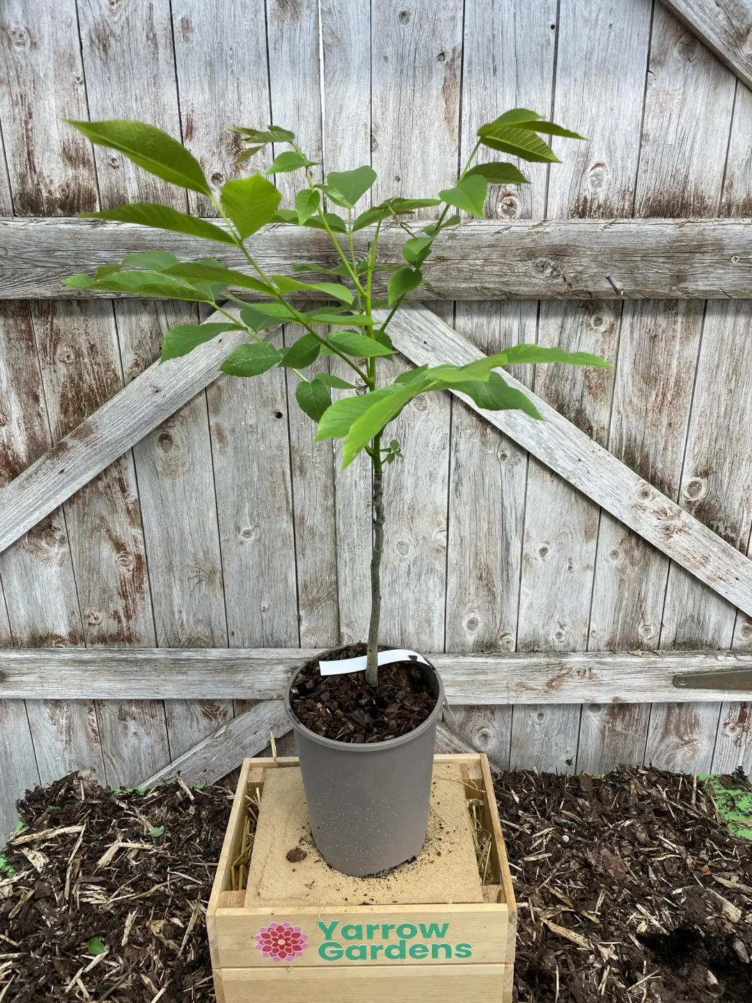 English Walnut Tree 60/80cm (2L) - Image 2