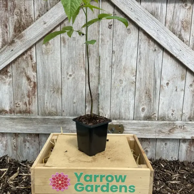 English Walnut Tree - 40/60cm (P9) - Image 2